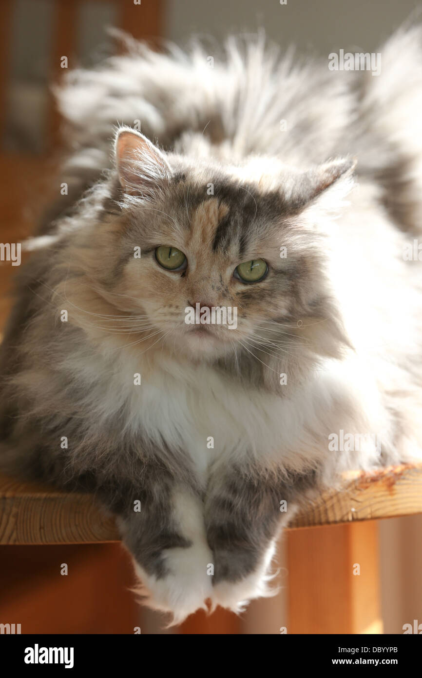 Persische ragdollkatze -Fotos und -Bildmaterial in hoher Auflösung – Alamy