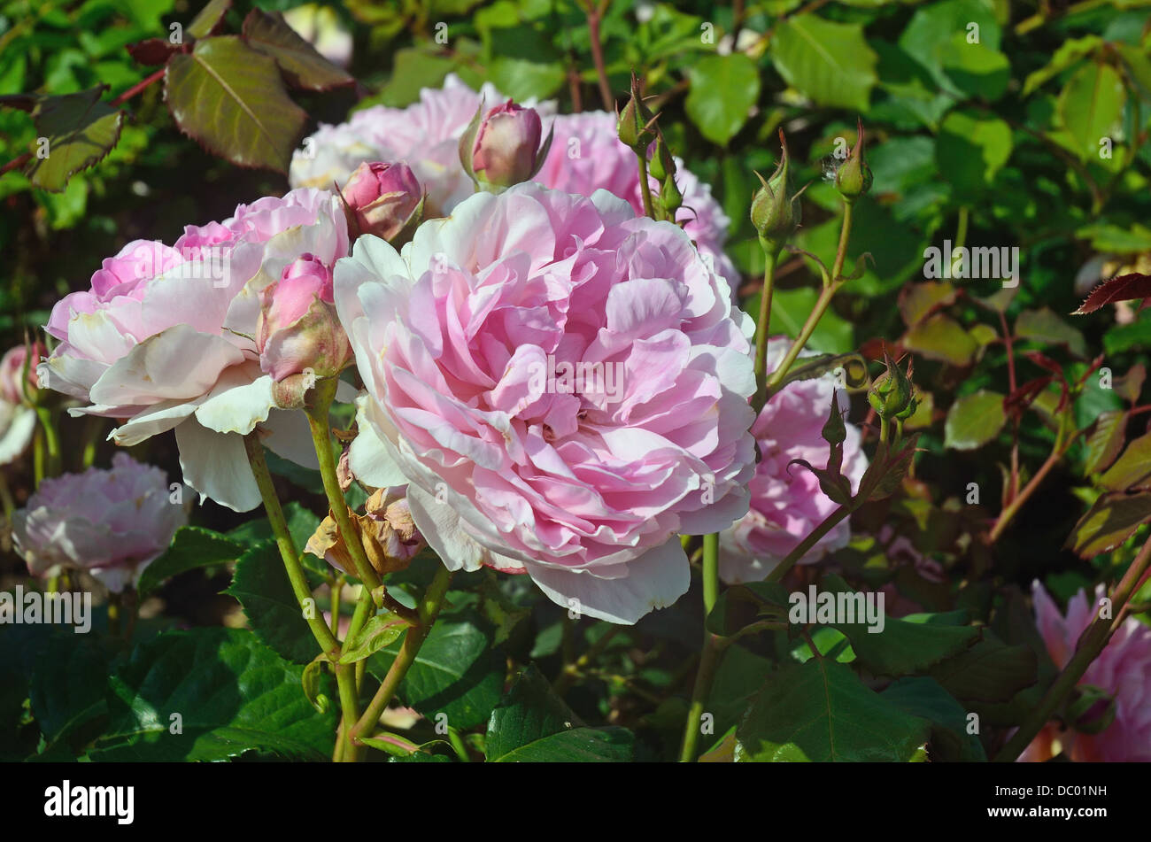 Rose "Maid Marion" Stockfoto