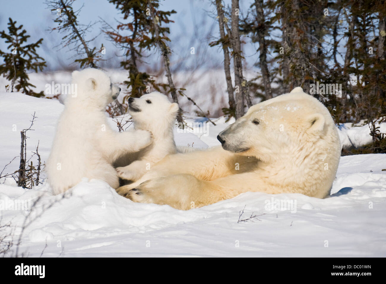 Zwei Bärenjungen spielen, während ihre Mutter auf Uhren. Stockfoto