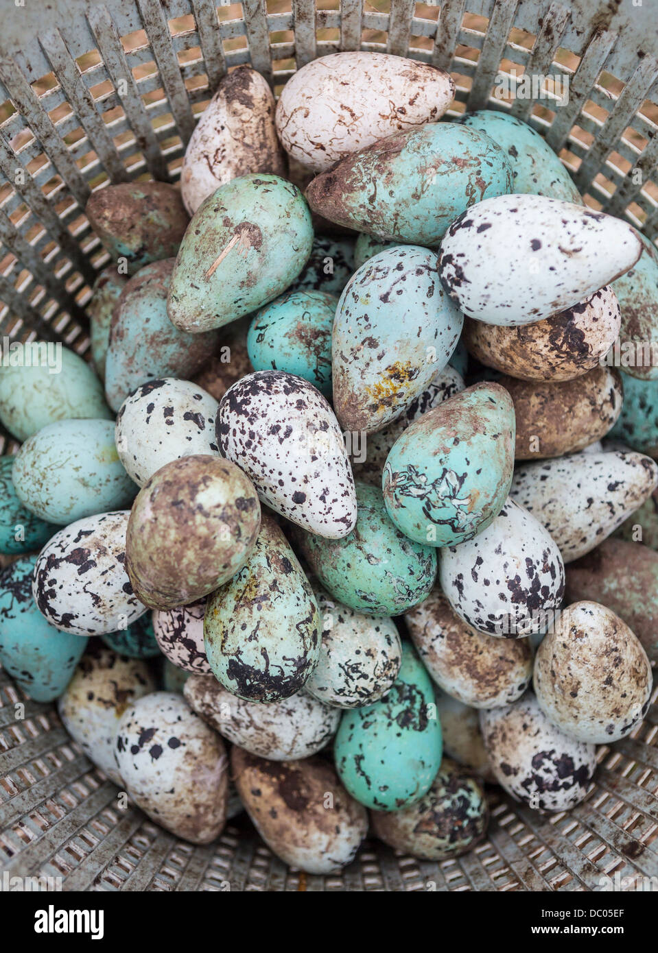 Guillemot Eiern von den Klippen bei Ingolfshofdi, Island Stockfoto