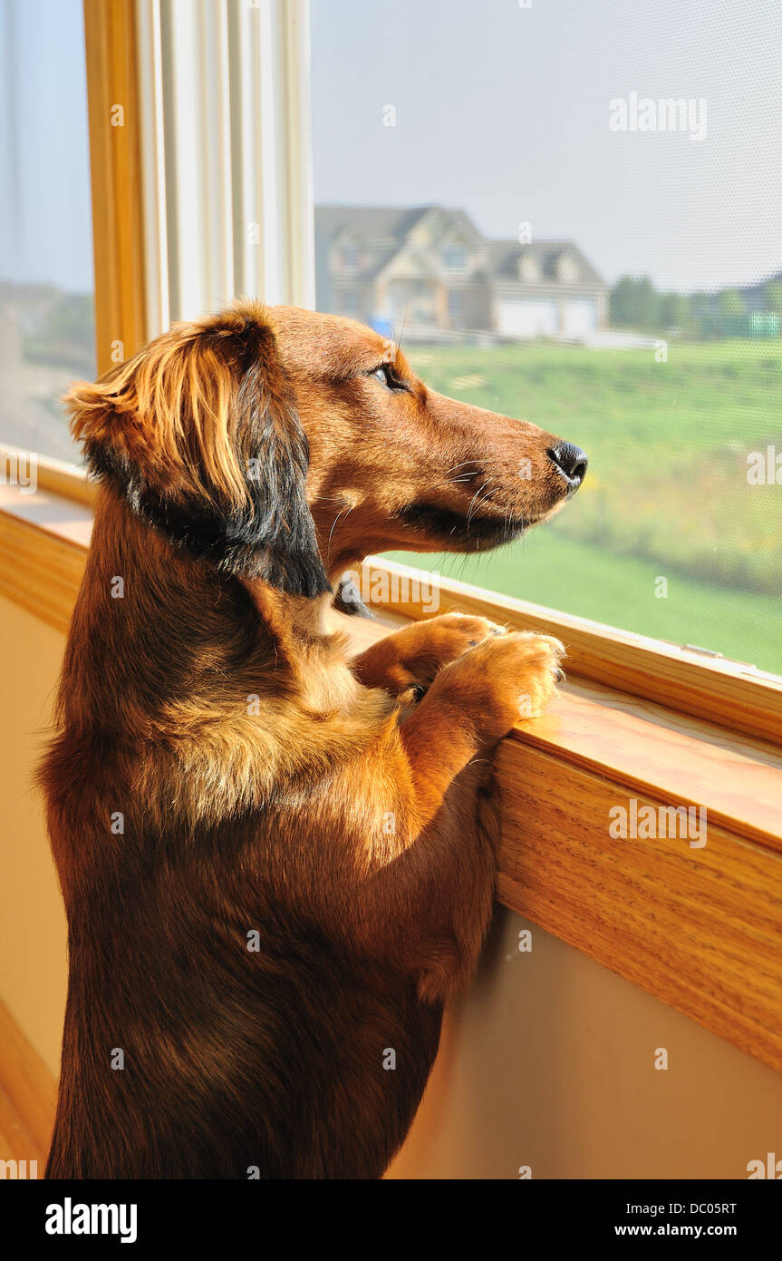 Hund aus dem Fenster Stockfoto