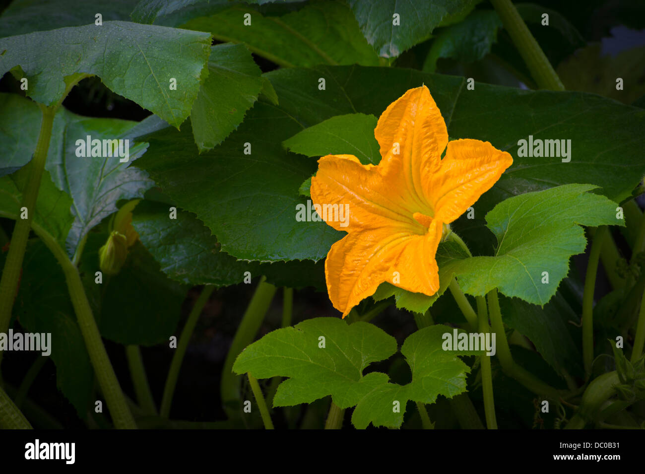 Gelbe Blume auf Kürbis-Rebe Stockfoto
