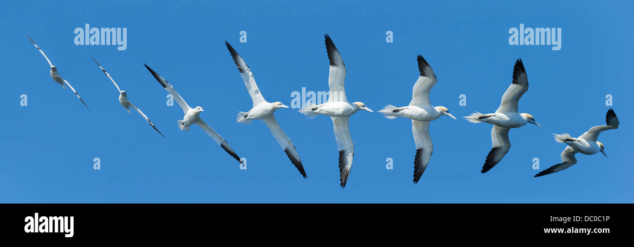 Basstölpel im Formationsflug, Kolgrafarfjordur Fjord, Island. Stockfoto