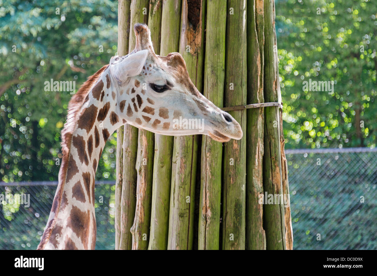 Nahaufnahme von einem großen Giraffe im zoo Stockfoto
