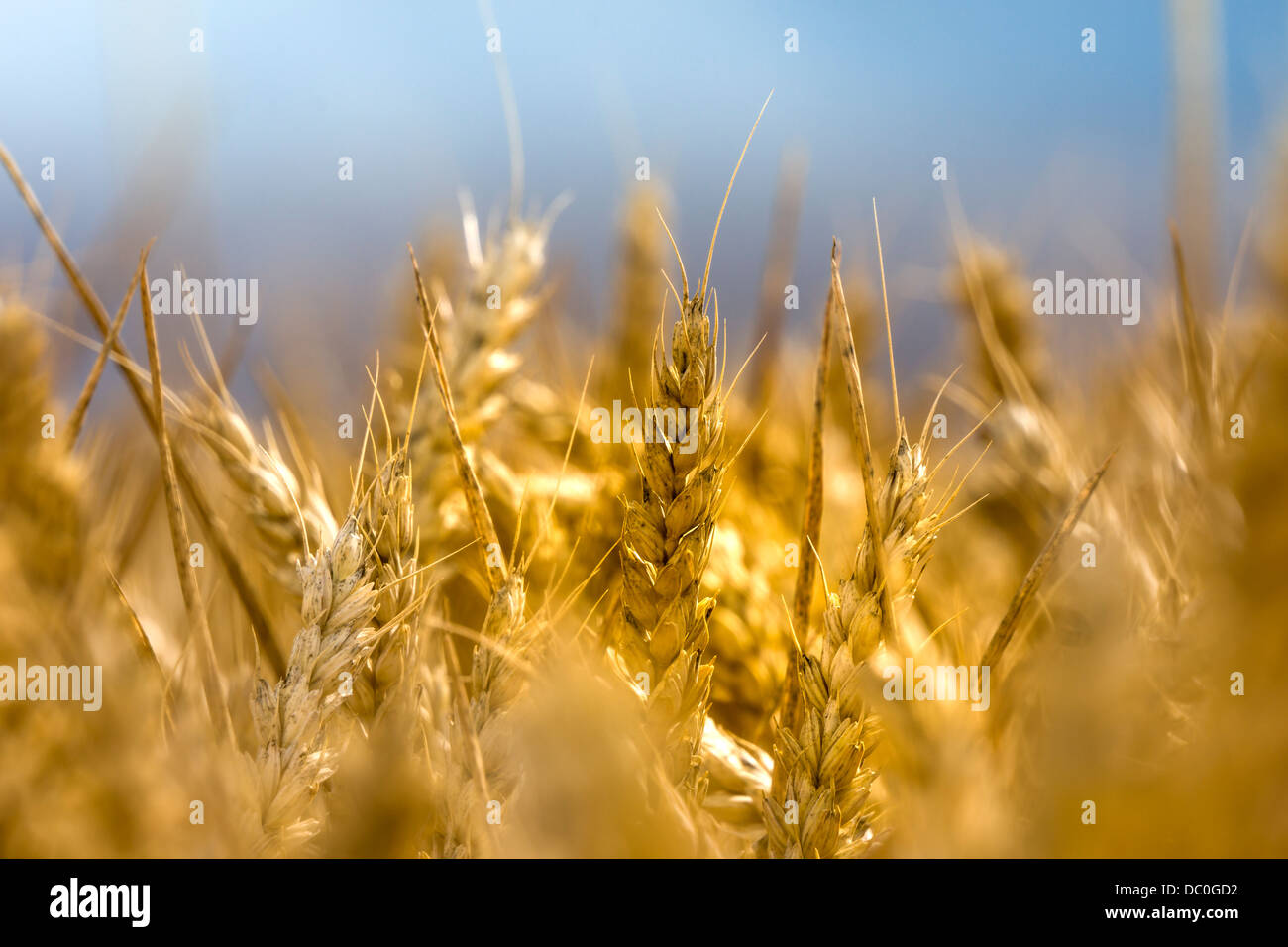 Ähren Reifen auf eine Sommerbrise in der englischen Landschaft. Stockfoto