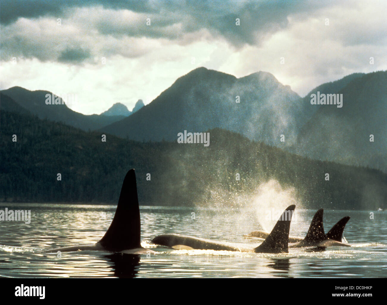 RÜCKENFLOSSEN von vier ORCAS Orcinus Orca SCHWERTWAL Stockfoto