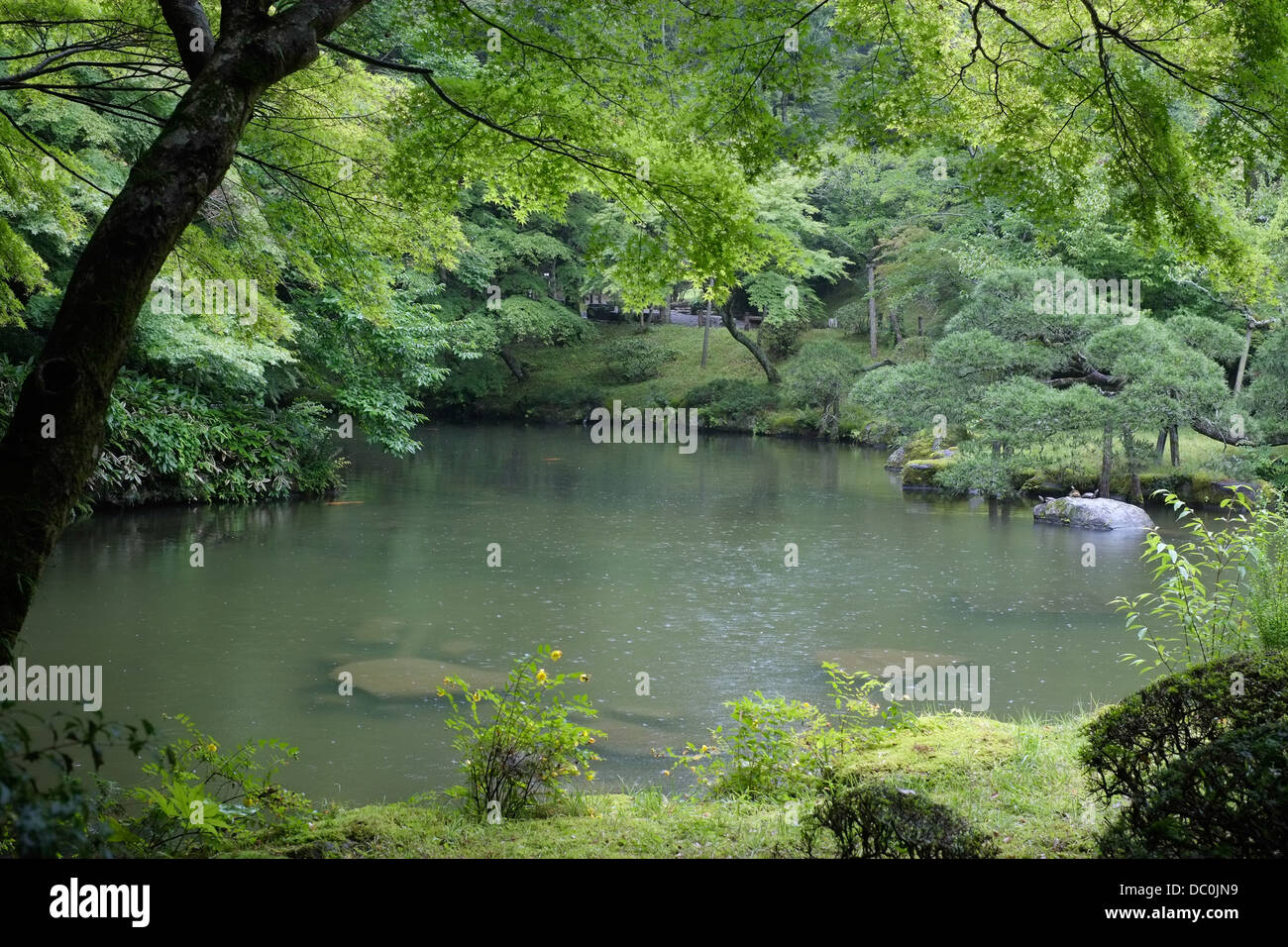 Leichter Regen auf einem japanischen Teich. Stockfoto