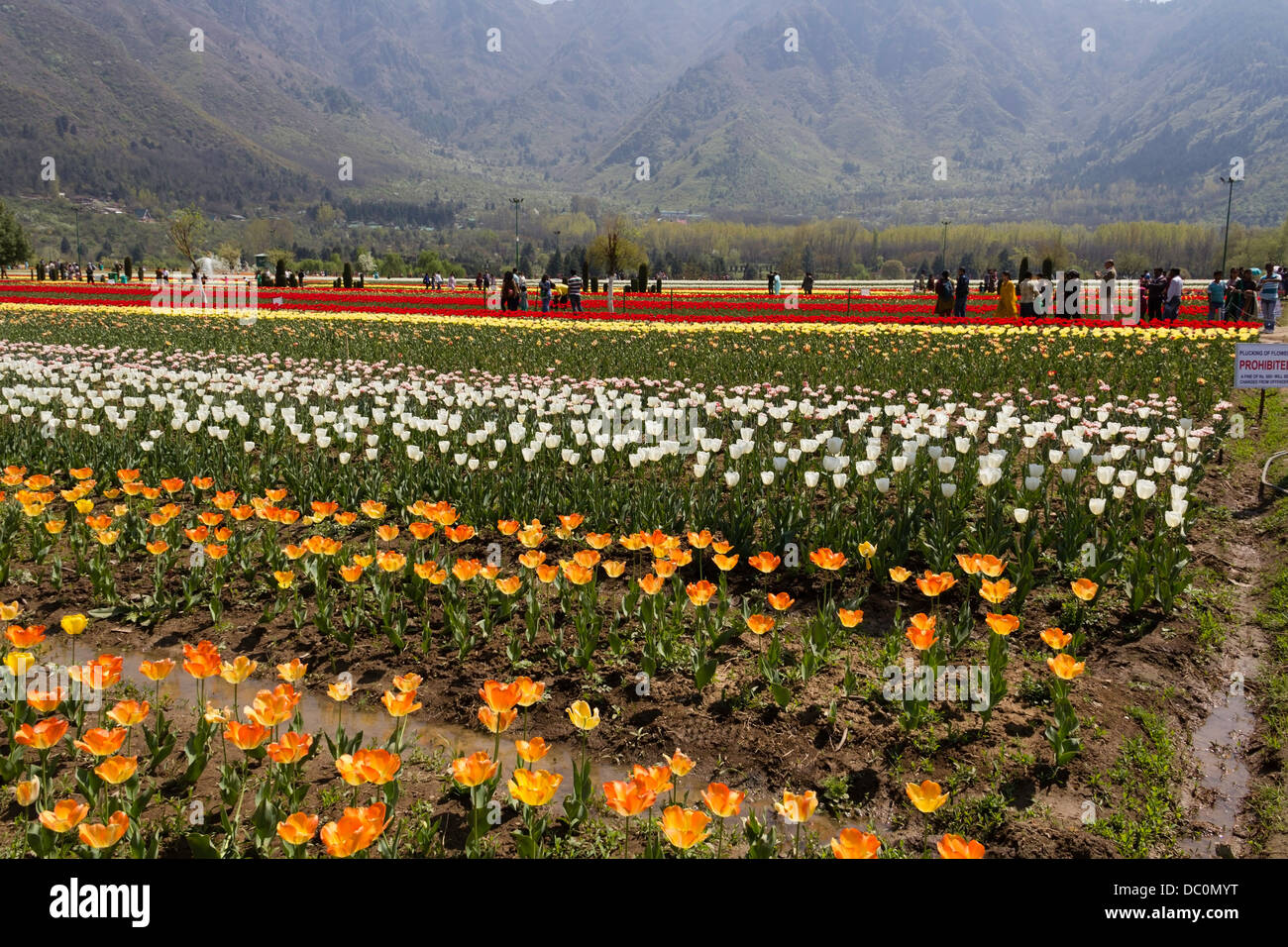 Reihen von Tulpen sowie Besucher im Inneren der Tulip Garden in Srinagar. Dies ist ein großer Garten mit Hügeln im Hintergrund. Stockfoto