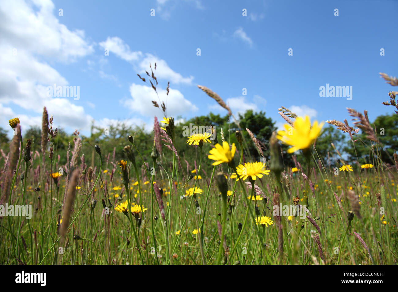 Saftig grüne Wiese Rasen mit gelben Löwenzahn (Taraxacum Officinale) gegen einen klaren blauen Himmel mit weißen Wolken. Stockfoto