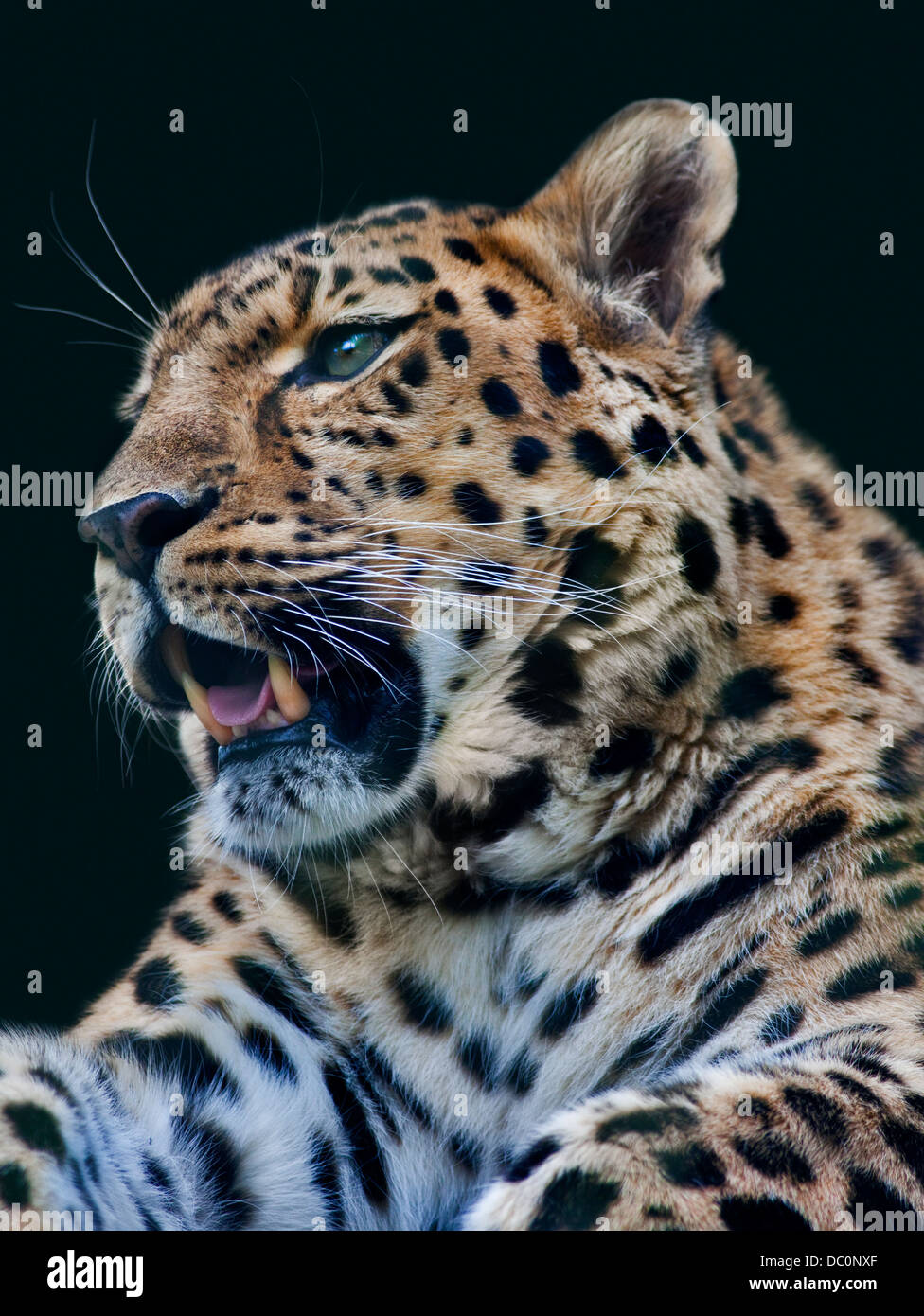 Amur-Leopard (Panthera Pardus Orientalis) Stockfoto