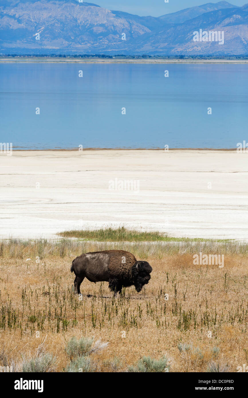 Bison (American Buffalo) auf Antelope Island, Antelope Island State Park, Great Salt Lake City, Utah, USA Stockfoto