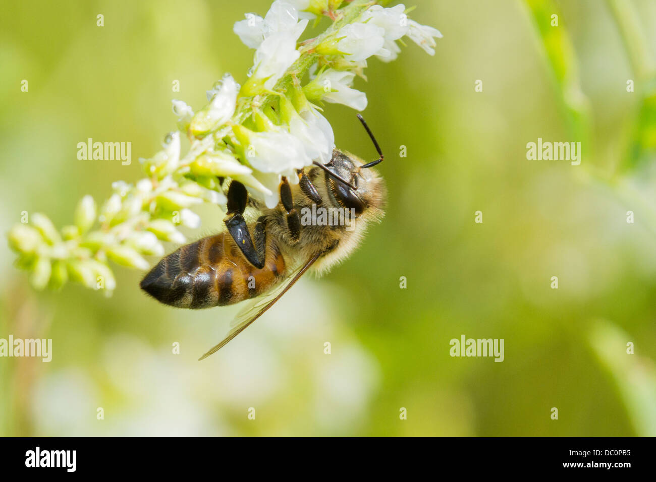 Honig Biene (Apis Mellifera) sammeln Nektar. Stockfoto