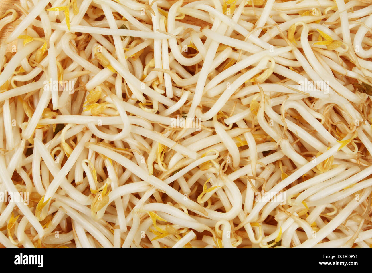 Nahaufnahme der Rohe Keimlinge als Hintergrund und Struktur Stockfoto
