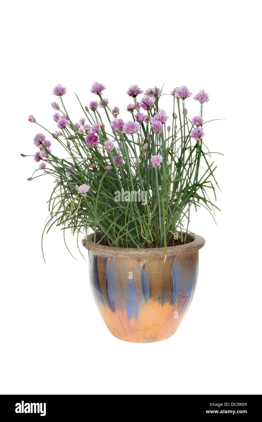 Blütenpflanze Schnittlauch in einem gemalten Topf isoliert gegen weiß Stockfoto