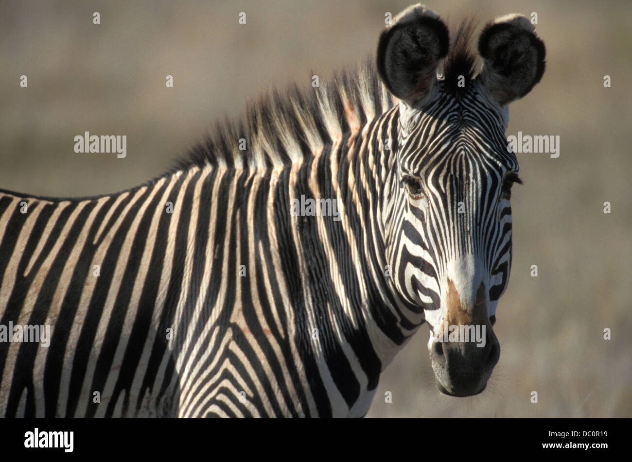 GREVY ZEBRA STEHEND IN PLAINS KENIA AFRIKA Stockfoto