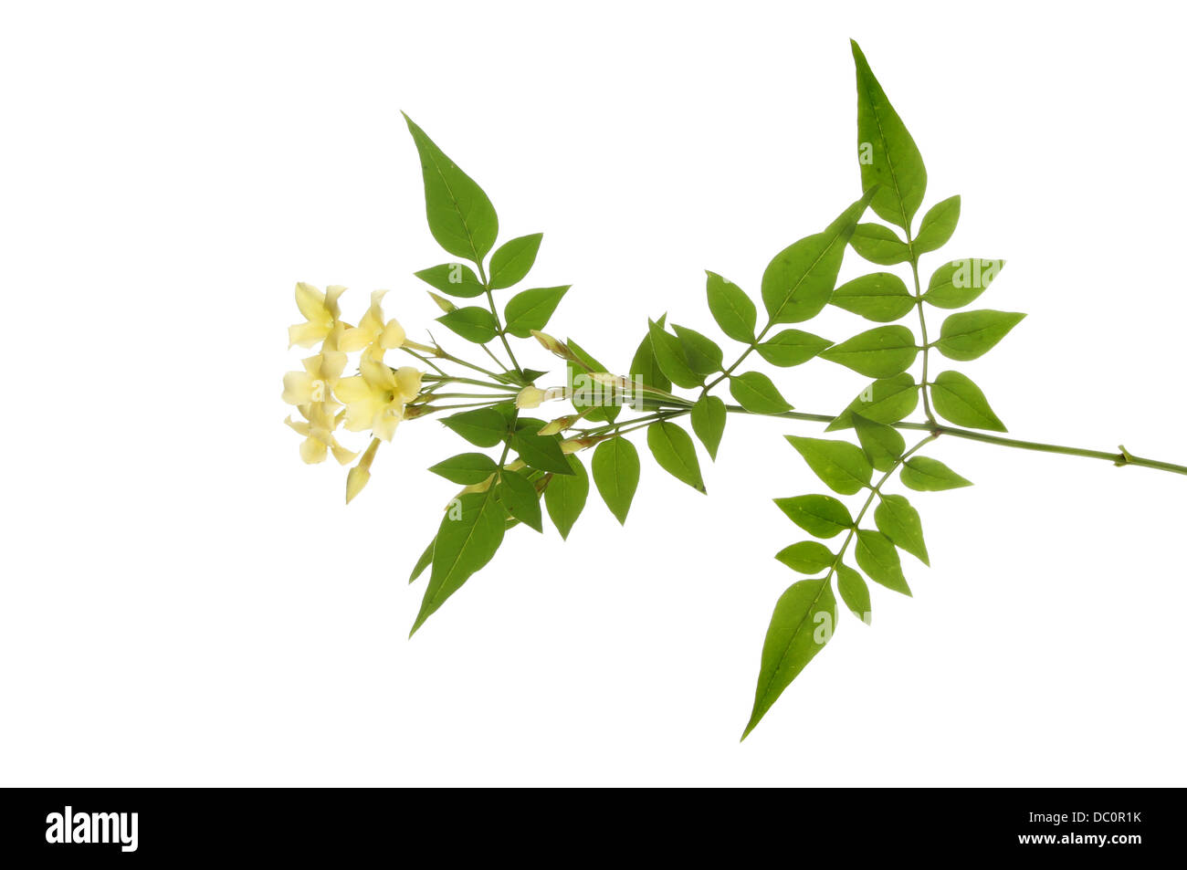 Jasmin Blüten und Laub isoliert gegen weiß Stockfoto
