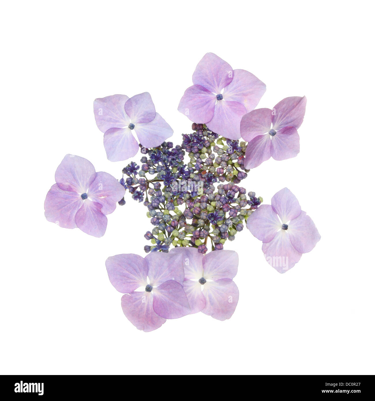 Lacecap Hortensie Blume isoliert gegen weiß Stockfoto