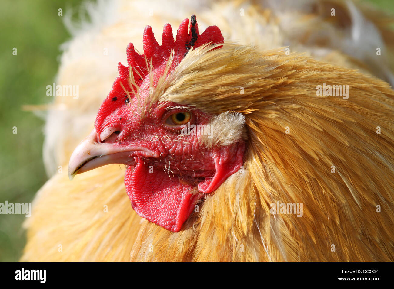 Nahaufnahme des Kopfes Hähne Stockfoto