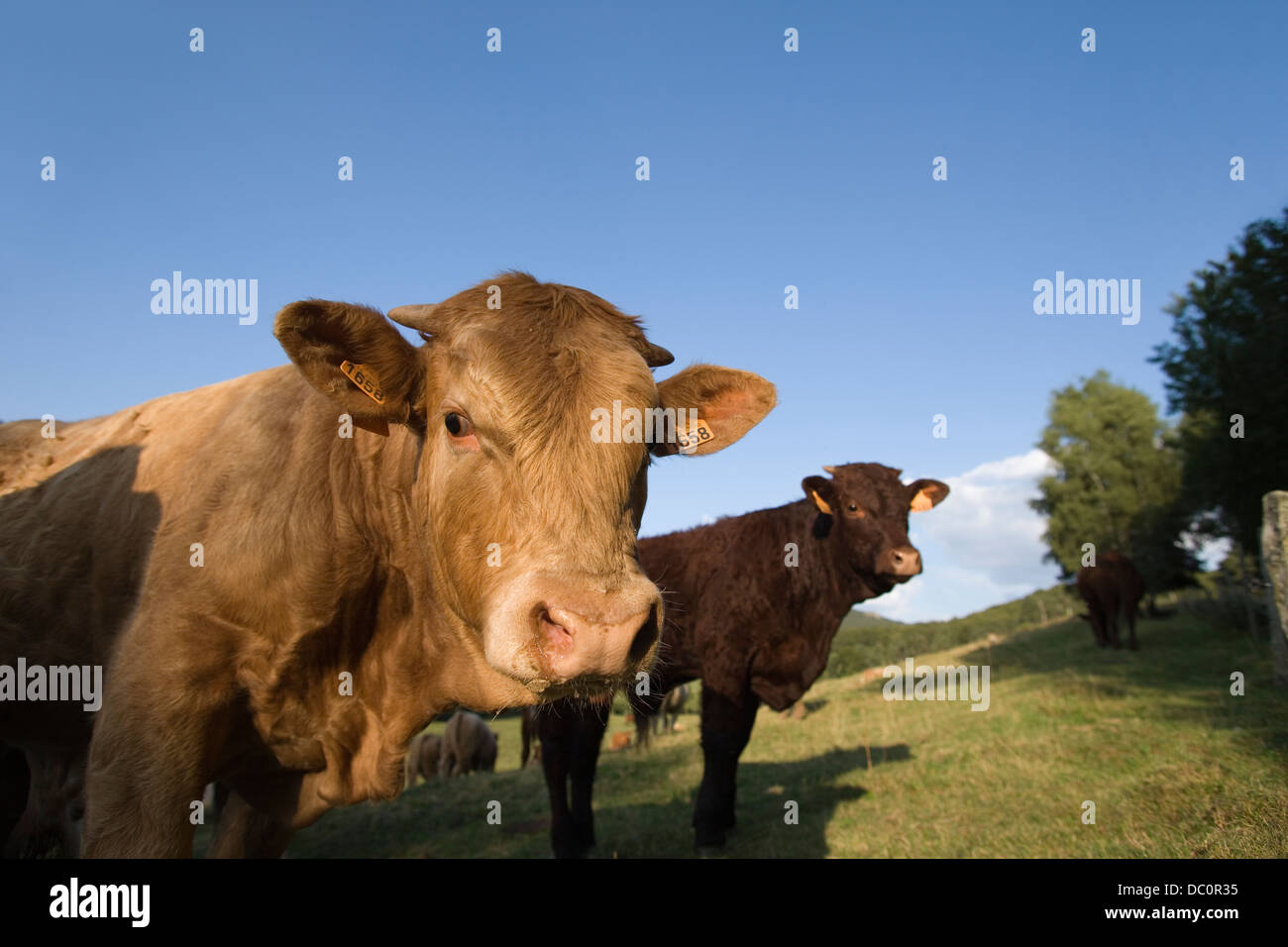 BRAUNE KÜHE WEIDEN CANTAL AUVERGNE FRANKREICH Stockfoto