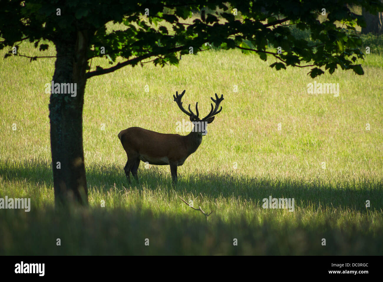 Hirsche mit dem Geweih stehen im Schatten unter einem Baum mit Grass in der Umgebung. aufgenommen im Sommer. Stockfoto