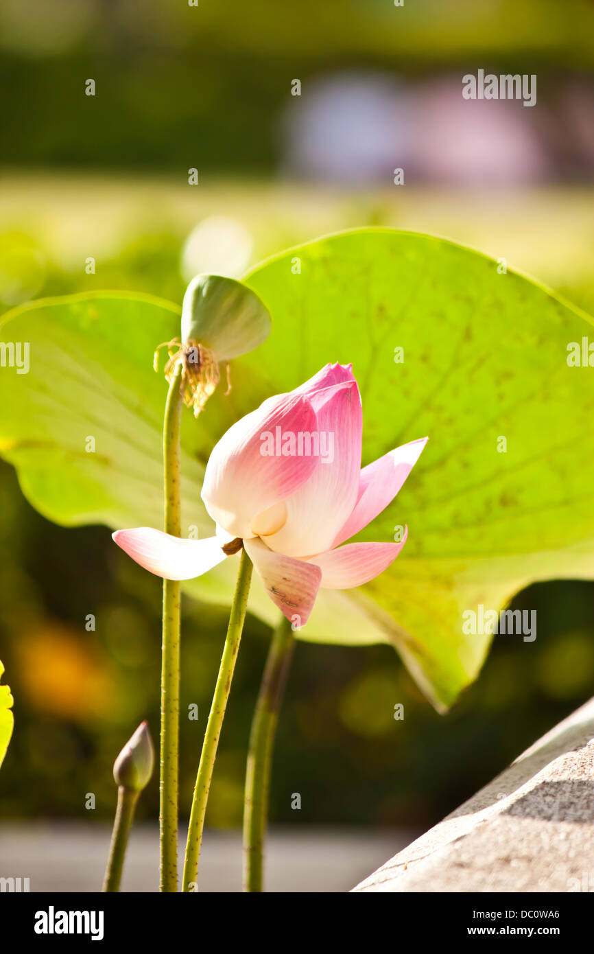 Pink Lotus Stockfoto