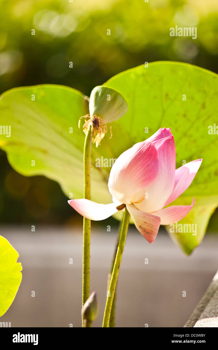Pink Lotus Stockfoto