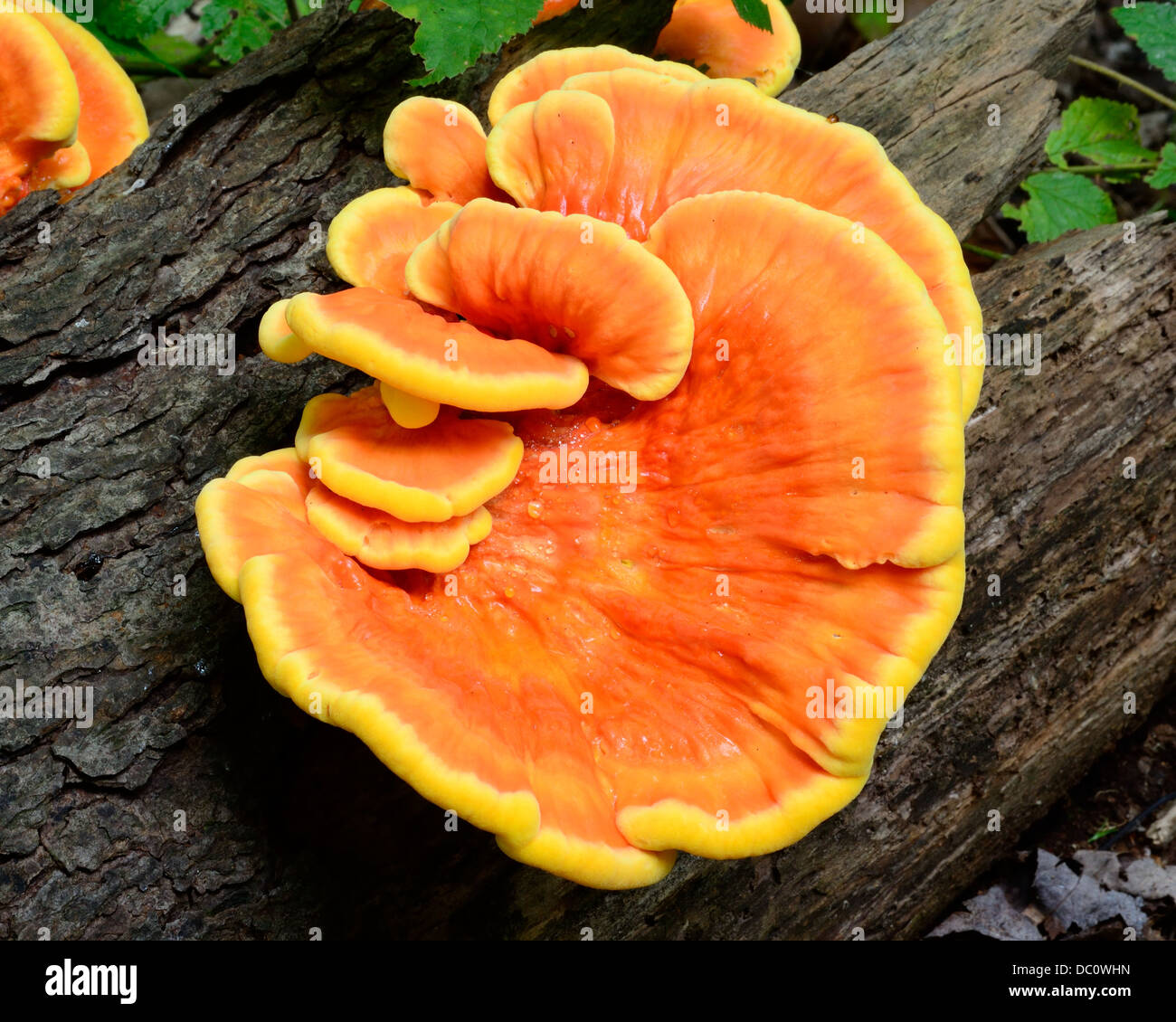 OrangePilze wachsen auf einem faulenden Baum im Wald Stockfotografie