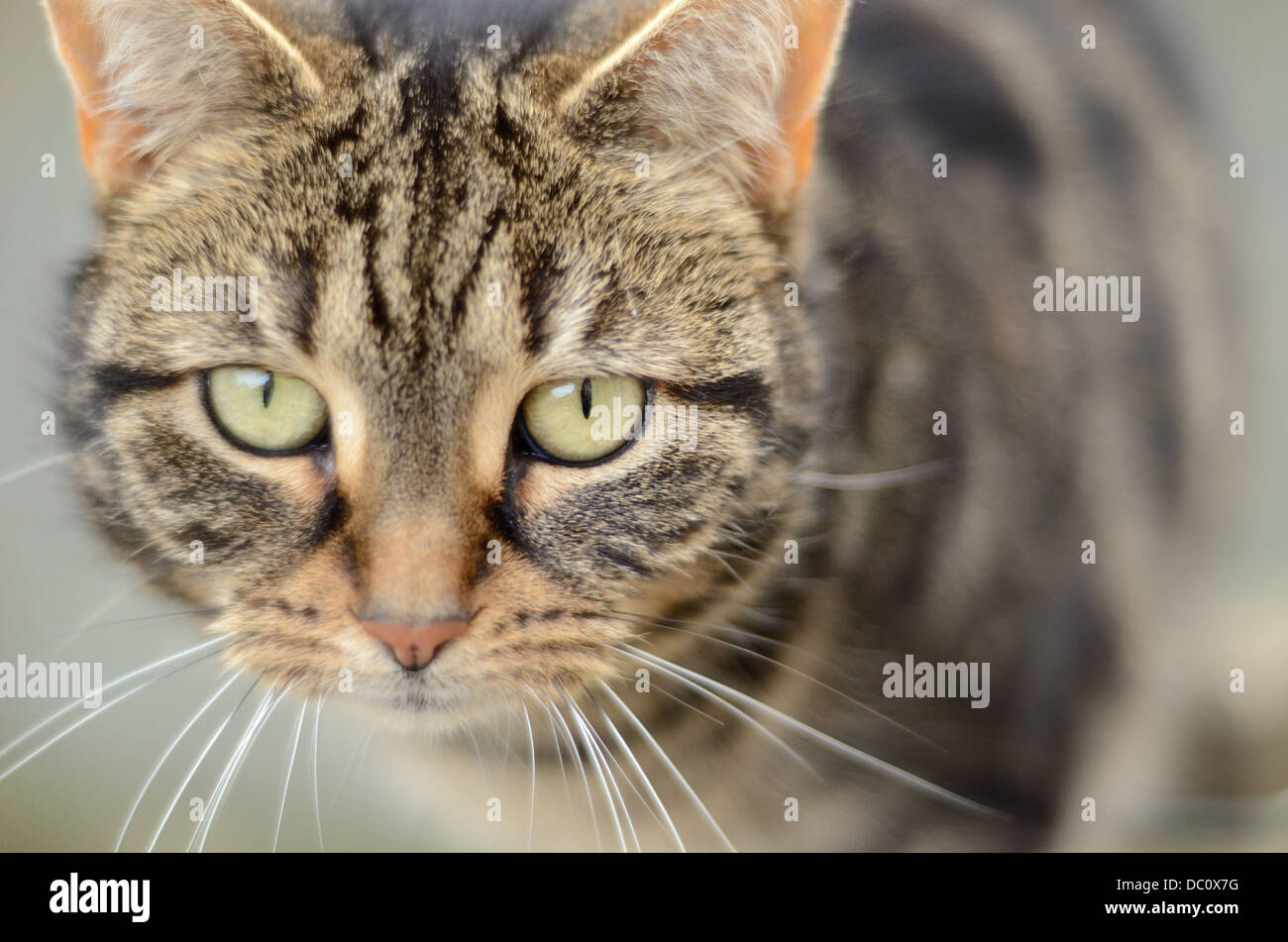 Katze Gesicht Augen Nahaufnahme Makroaufnahme zoom Stockfoto