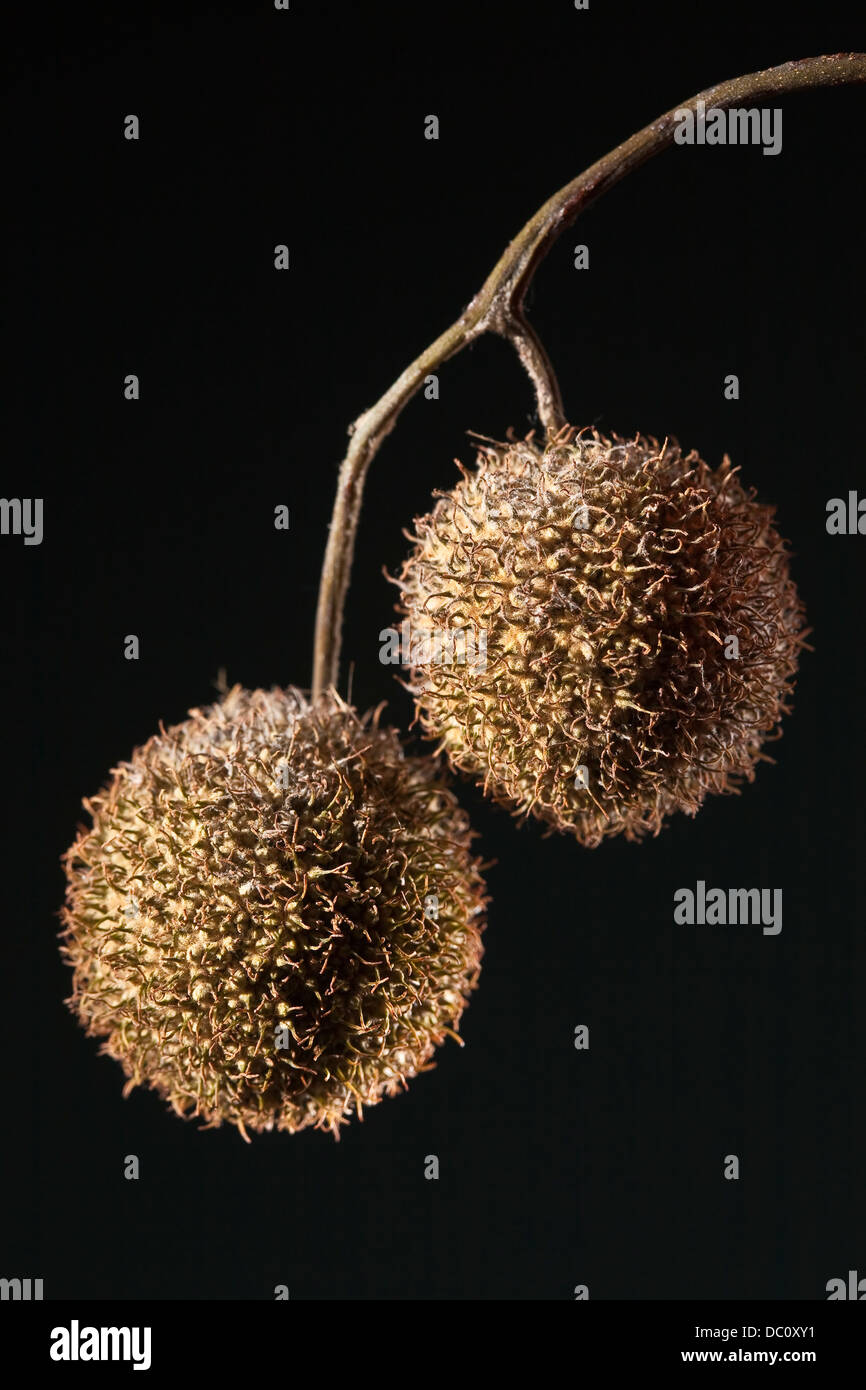 Samenkapseln des nordamerikanischen Maulbeerfeigenbaum. Es gehört zu der Gattung Platanus, eine Gattung von Bäumen aus der nördlichen Hemisphäre. Sie sind die einzigen lebenden Mitglieder der Familie platanaceae. Stockfoto