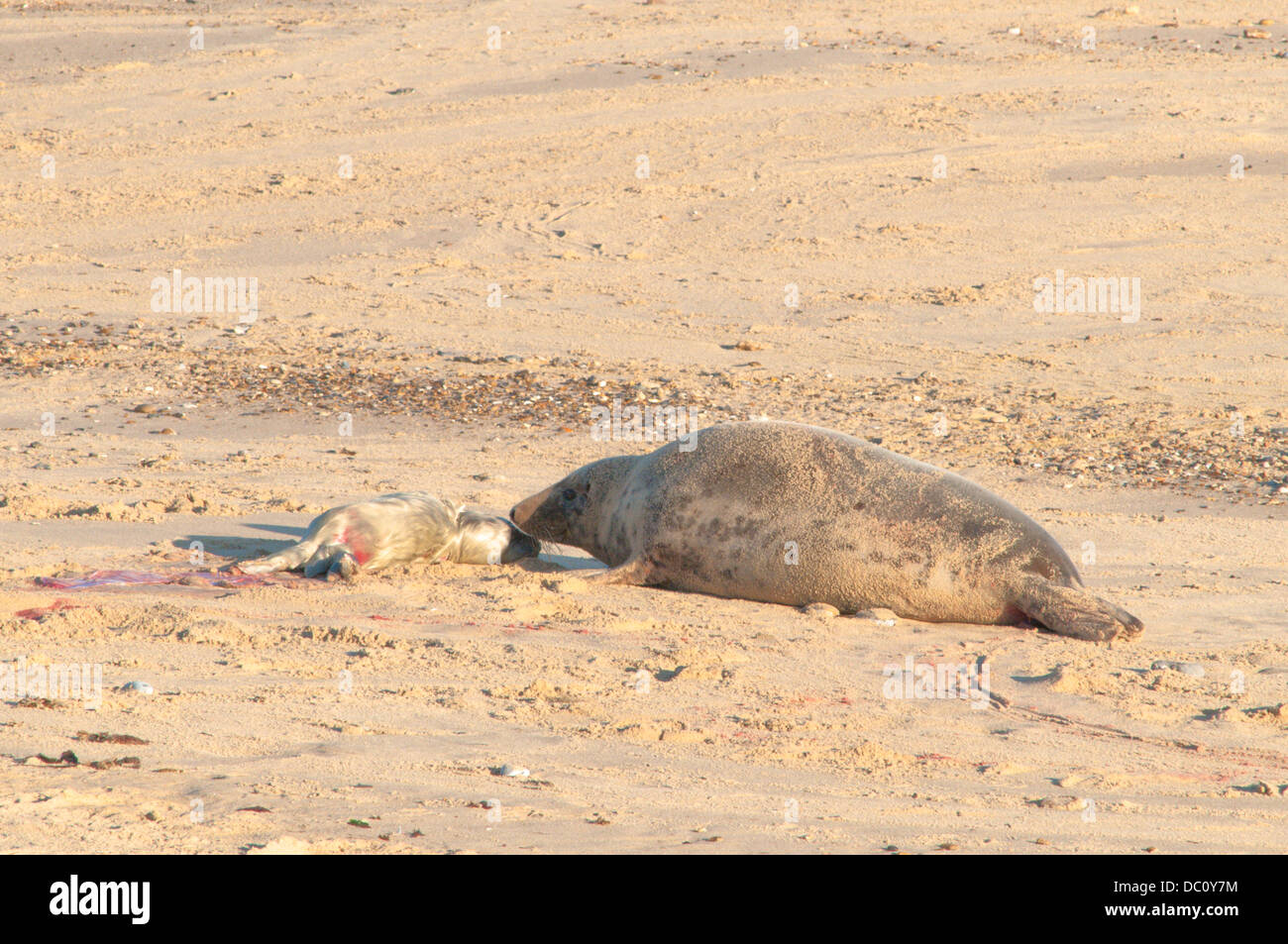 Kegelrobben [Halichoerus Grypus] gerade entbunden. Dezember. Norfolk. Stockfoto