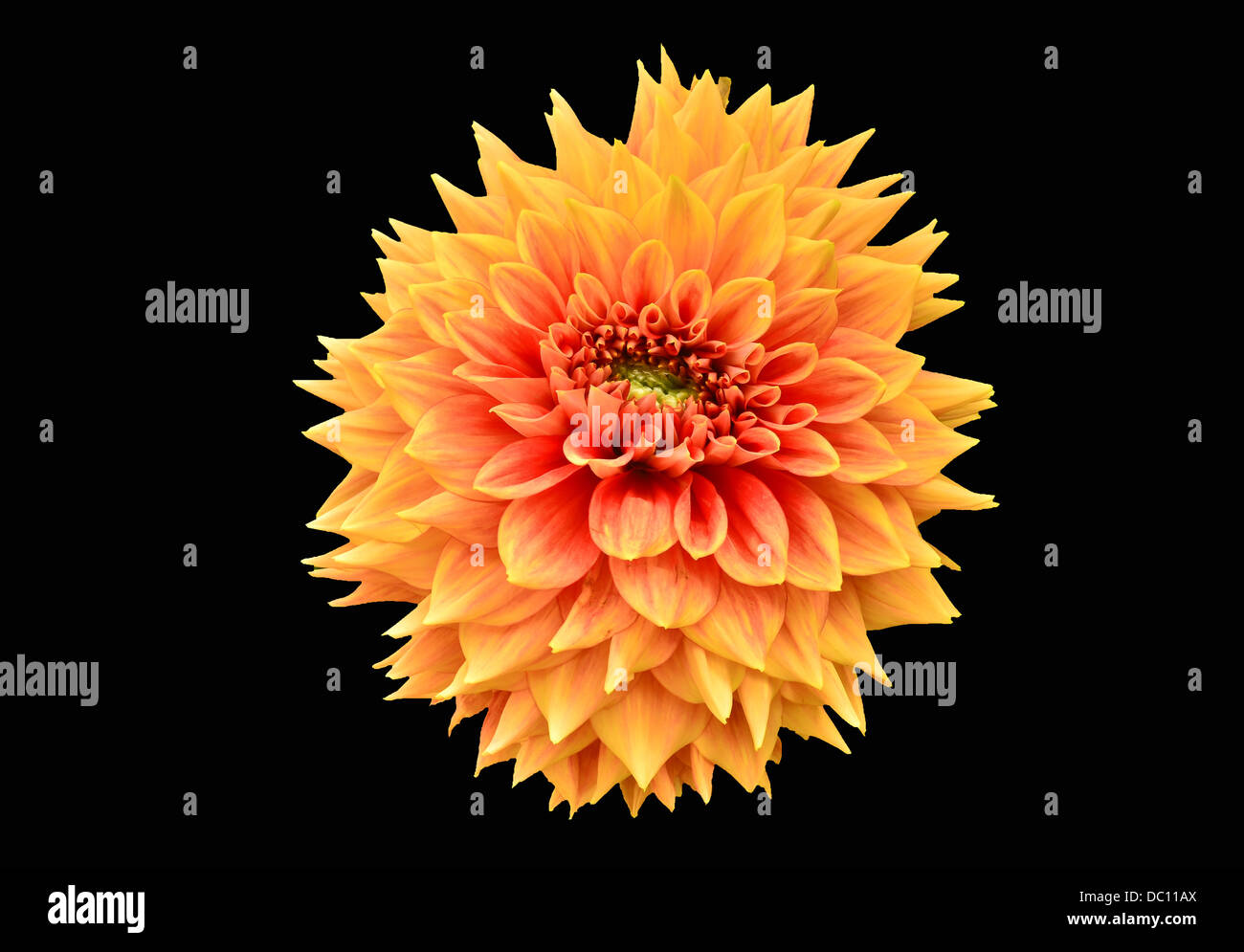 Dahlien-Blumen auf schwarzem Hintergrund Stockfoto
