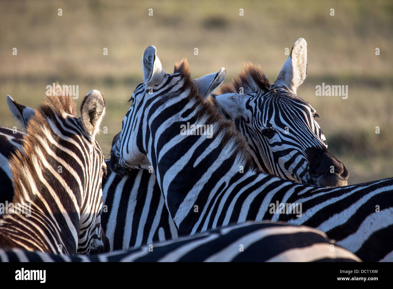 Zebra streicheln Stockfoto