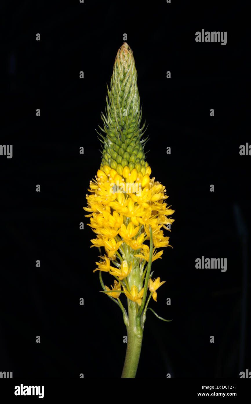 Nahaufnahme von Yellow Cat-Tail Blume Spike-Bulbinella Edelrosen-Familie Asphodelaceae Stockfoto