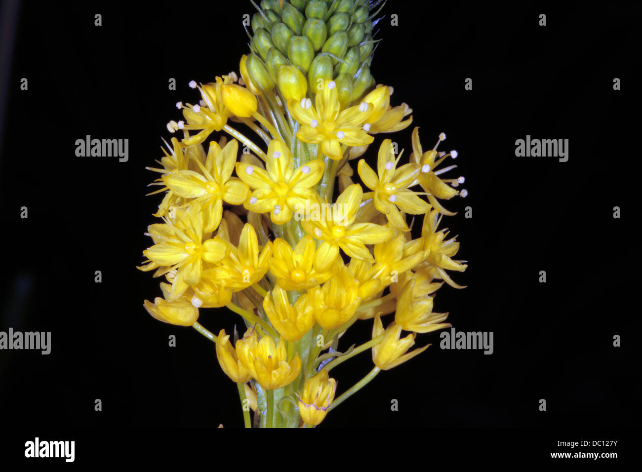 Nahaufnahme von Yellow Cat-Tail Blume Spike-Bulbinella Edelrosen-Familie Asphodelaceae Stockfoto