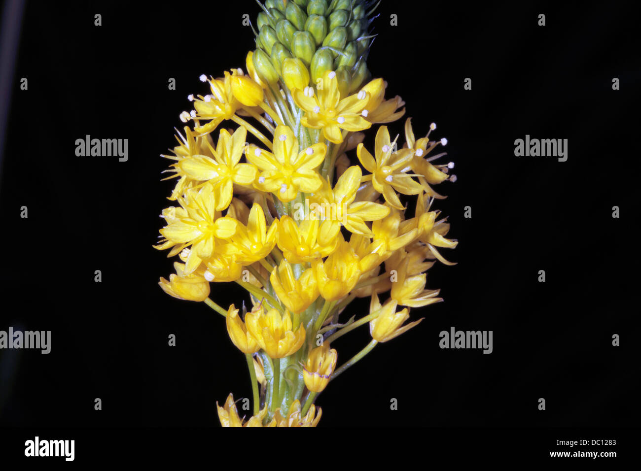 Nahaufnahme von Yellow Cat-Tail Blume Spike-Bulbinella Edelrosen-Familie Asphodelaceae Stockfoto