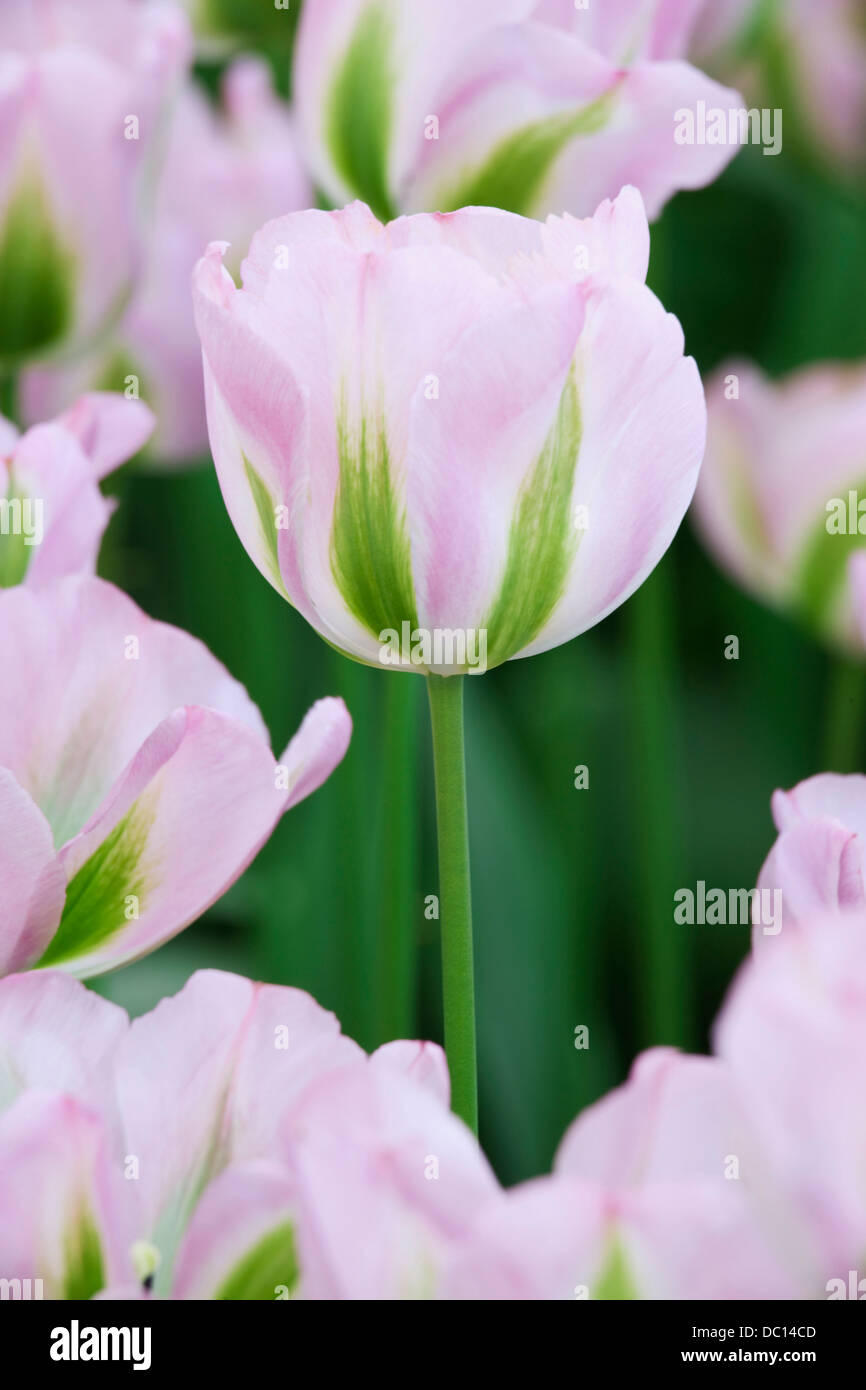 Europa, Holland, Lisse, Keukenhof Gärten. Rosa Tulpen. Stockfoto