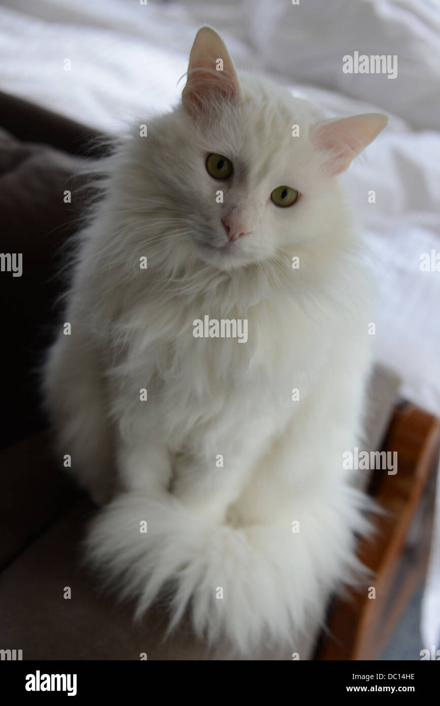 Weiße Katze Porträt stehen auf Sofa Arm im Schlafzimmer türkische Angora Katze Stammbaum Champion. Blick auf Linse Herr verfügbar Stockfoto