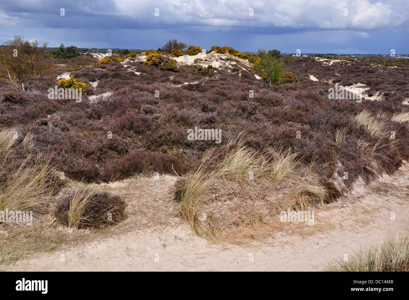 Eine Ansicht von Studland Heide NNR Dorset UK Stockfoto