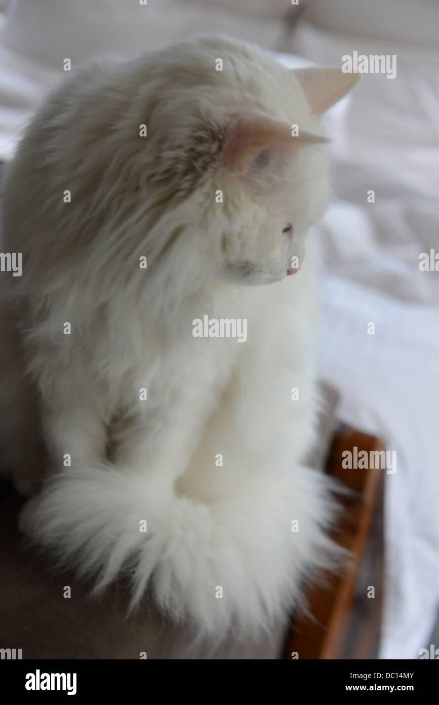 Weiße Katze Porträt im Schlafzimmer auf Sofa Arm Seite Profil rosa Ohren und Nase Türkisch Angora Stammbaum Champion. Stockfoto