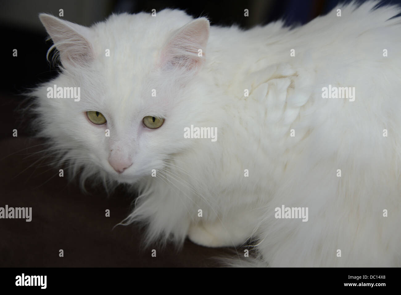 Weiße Katze Porträt sitzen dunkel rosa Ohren und Nase türkische Angora Katze Stammbaum Champion. Model-Release zur Verfügung. Stockfoto