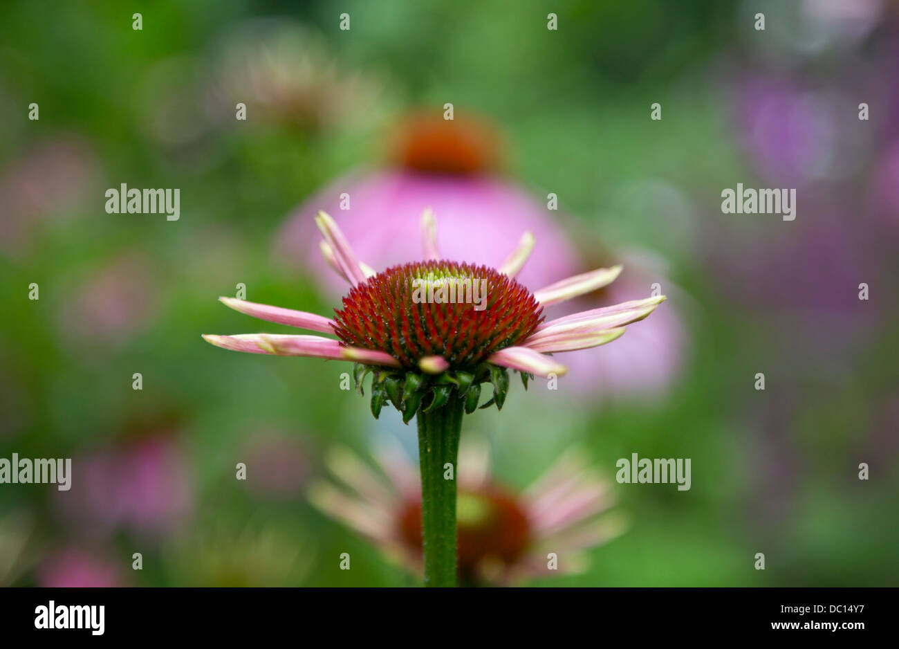 Echinacea purpurea Stockfoto