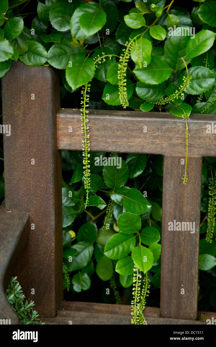 Itea ilicifolia Stockfoto