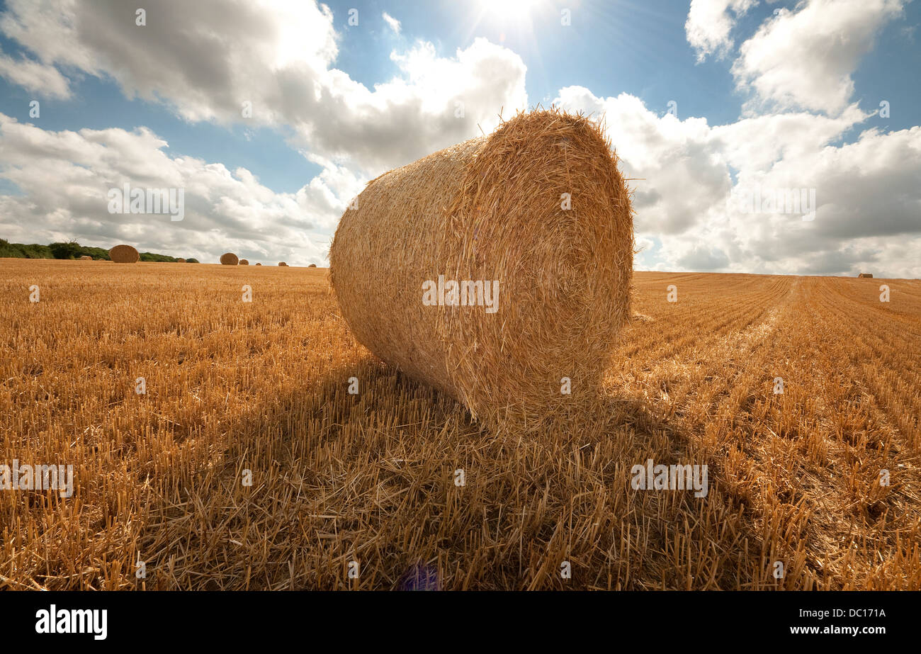 Runde Heuballen auf abgeernteten Weizenfeld, Norfolk, england Stockfoto