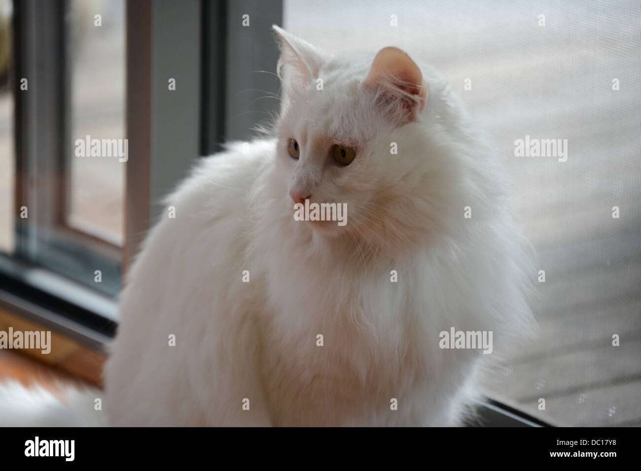 Weiße Katze Porträt tatenlos Fenster mit weichen Sonne Licht Türkisch Angora Stammbaum Champion. natürliches Licht Herr in Anspruch nehmen. Stockfoto