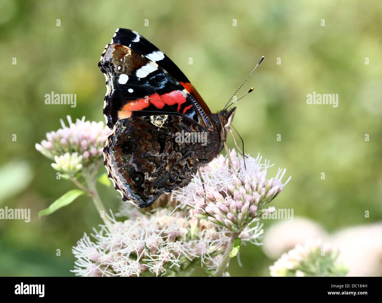 Butterfly Red Admiral (Vanessa Atalanta) Flügel geschlossen, im Profil Stockfoto