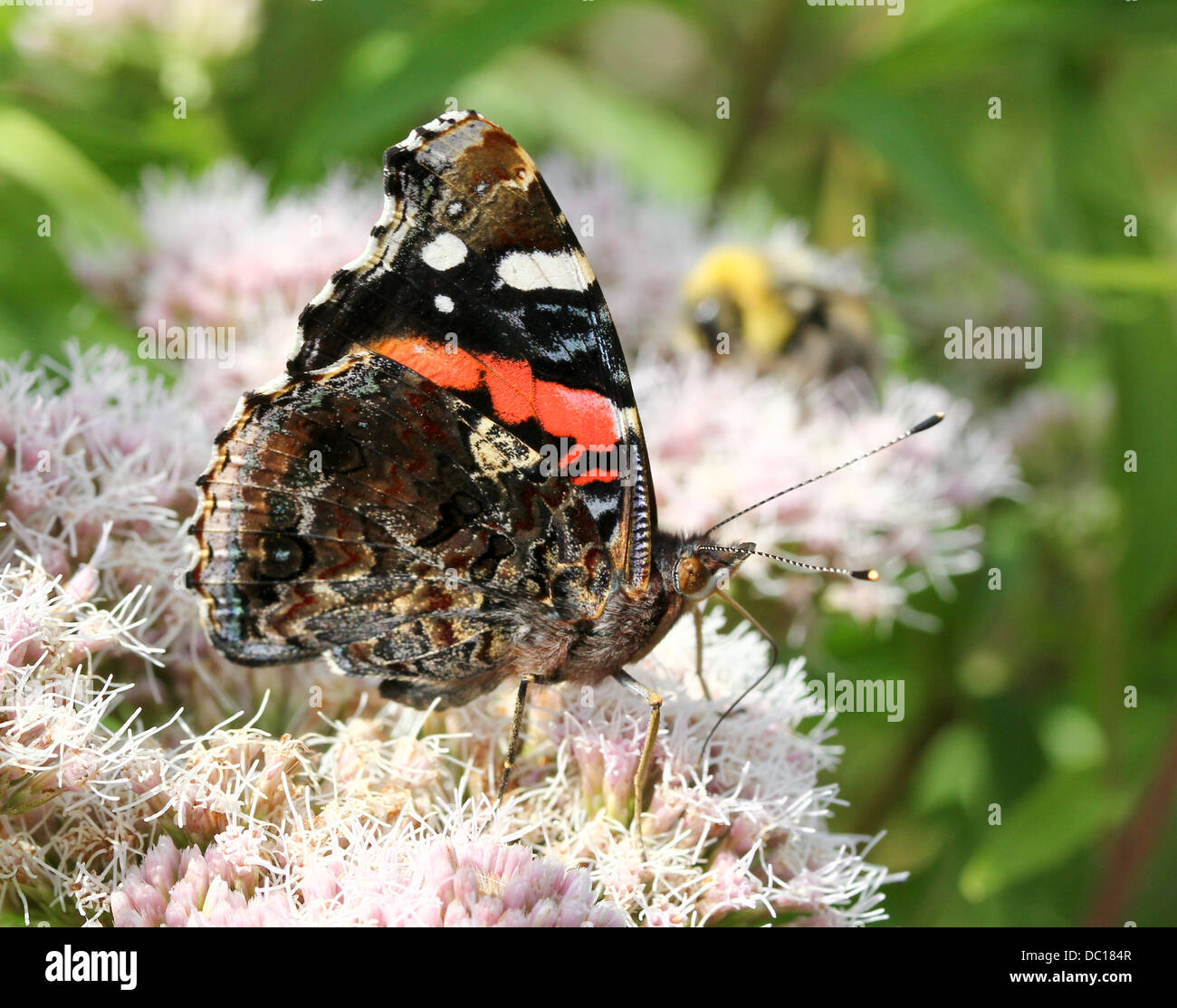 Makro eines Schmetterlings Red Admiral (Vanessa Atalanta) in verschiedenen Posen, Flügel geöffnet, halboffene & geschlossen (mehr als 60 Bilder) Stockfoto