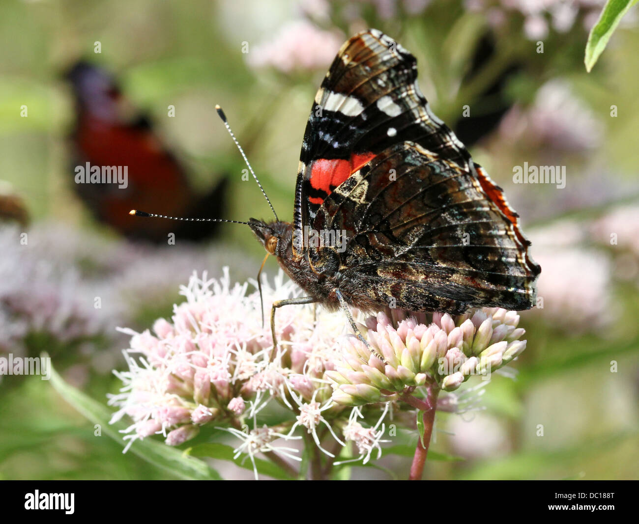 Butterfly Red Admiral (Vanessa Atalanta) Stockfoto