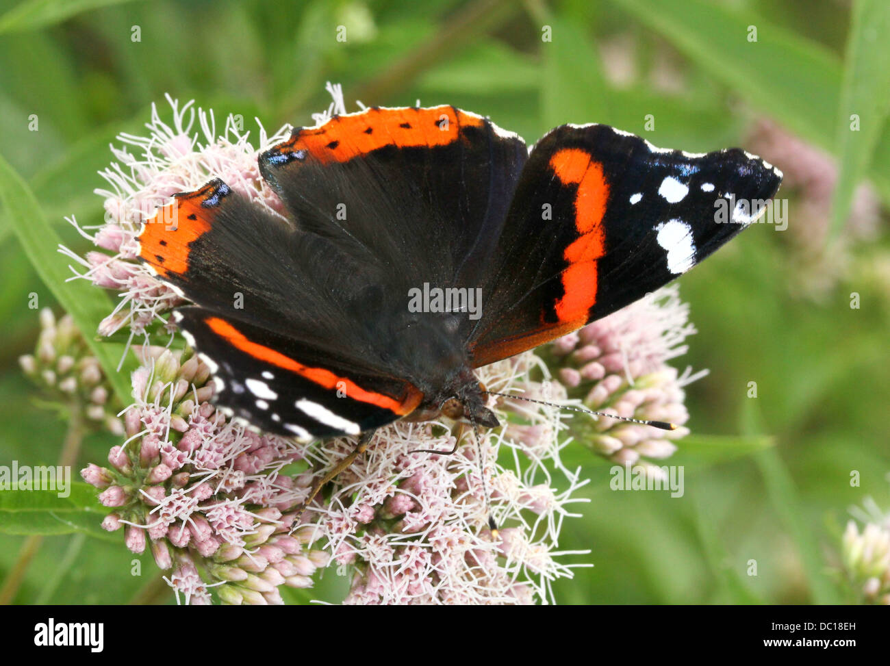 Butterfly Red Admiral (Vanessa Atalanta), Dorsalansicht Stockfoto