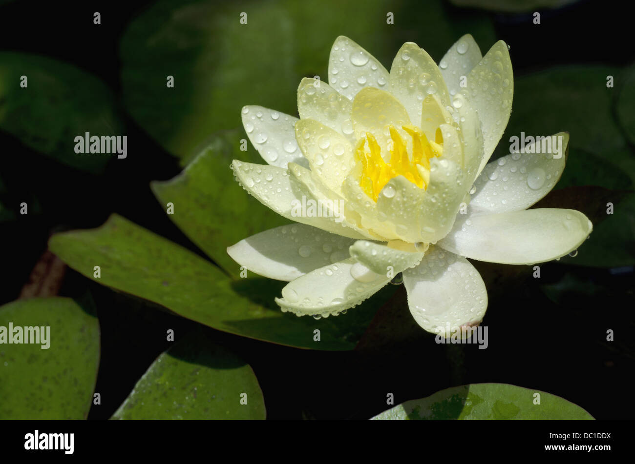 Gelbe Lotus Blume, Pune, Maharashtra, Indien Stockfoto