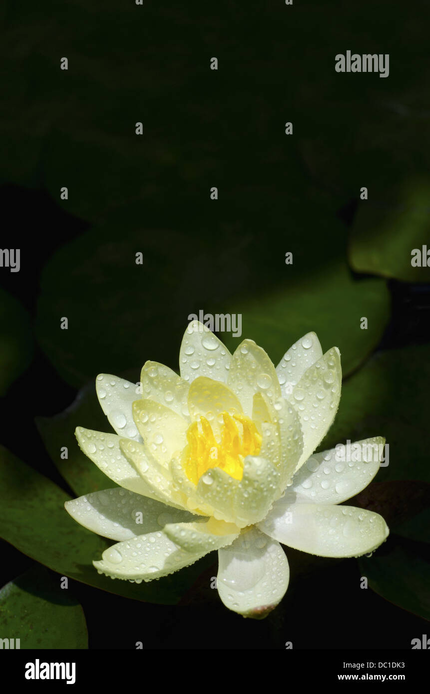 Gelbe Lotus Blume, Pune, Maharashtra, Indien Stockfoto